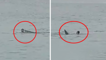 Köpekbalığı saldırısına uğrayan Rus turist öldü