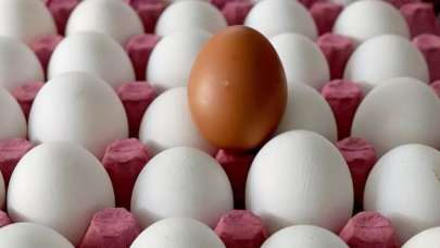 Tayvan'a gönderilen yumurtalara ilişkin iddialarla ilgili inceleme başlatıldı