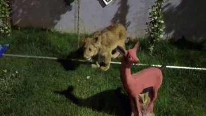 Villaya kaçakçılık operasyonu! Piton yılanı, aslan ve maymun ele geçirildi