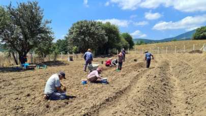 Dünyanın en pahalı baharatı safran toprakla buluştu: Kilosu 250 bin TL