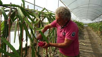 Şehir hayatından oraya kaçtı! Ata topraklarında öyle bir meyve yetiştirdi ki!
