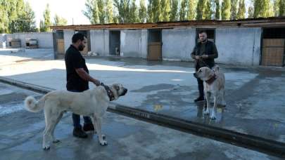 Avrupa ülkelerinden bile talep gören saf ırk köpekler, Erzincan’da yetiştiriliyor