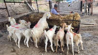 Çanakkale’de orman yangınlarının yaraları sarılmaya devam ediyor