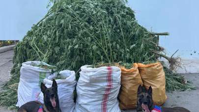 Denizli’de 72 kilo kubar esrar ve 360 kök kenevir ele geçirildi