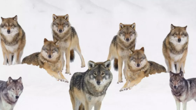 Kurtların arasındaki yavru aslanı bulabildiniz mi? Sadece zekiler 5 saniyede görebiliyor...