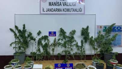 Manisa jandarmasından 17 ilçede eş zamanlı uyuşturucu operasyonu