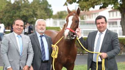Safkan Arap tayı 5 milyona alıcı buldu