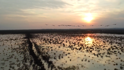 Su kuşları görsel şölen oluşturdu!
