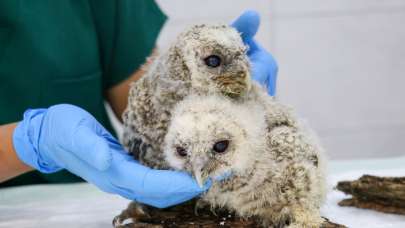 Gazipaşa'da yavru baykuşlar tedavi altına alındı