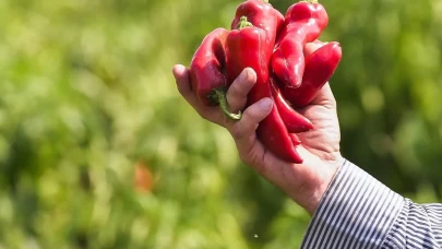 Karaisalı biberi tescillendi! Miras olarak geleceğe taşınacak!