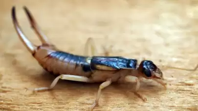 Kulağakaçan Böceği Nedir?