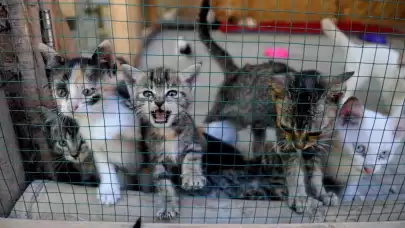 Hayvan sahipleri dikkat! Bunu yapanlar 3 yıl hayvan sahiplenemeyecek