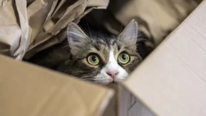 Kedilerin dili çözüldü! Meğer bizimle konuşuyorlarmış