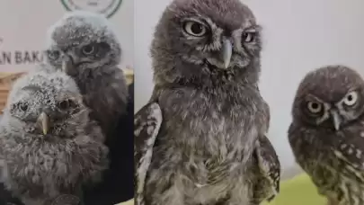 T.C. Tarım ve Orman Bakanlığı Instagram'da sordu: Kukumav kuşlarımızın ismi ne olsun?