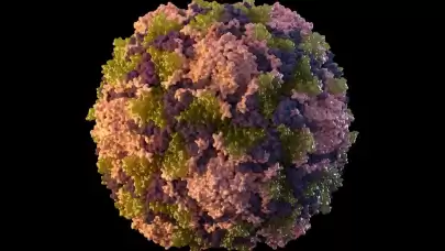 Bilim insanları Kuzey Amerika'da ilk henipavirüsü keşfetti