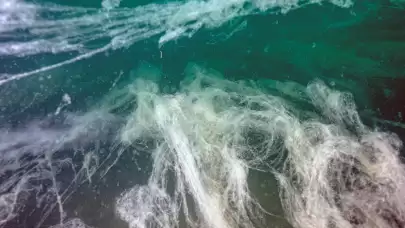 Marmara Denizi'nde alarm: 7 hafta içinde yayıldı