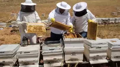 Türkiye bal üretiminde iddialı! Birinciliği hedefliyor