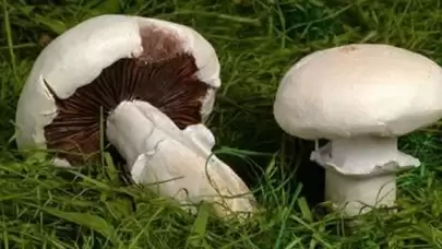 Mantar Zehirlenmesi Belirtileri Nelerdir?