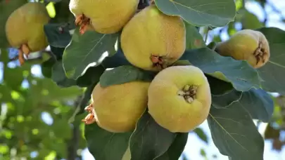 Ayva yaprağının mucizevi faydaları: Öksürüğü dindiriyor, ishali kesiyor