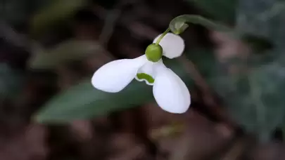 Kastamonu'da yalancı bahara aldanan kardelenler çiçek açtı