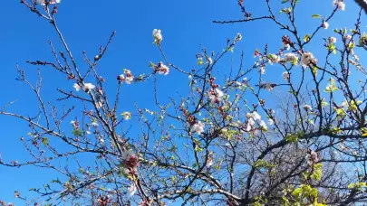 Çiftçiler tedirgin! Meyve ağaçları kış ortasında çiçek açtı