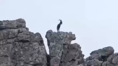 Diyarbakır'da dağ keçileri görüldü: O anlar kameralarda