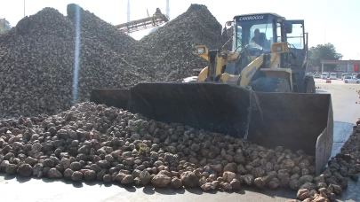 Amasya'da zirai don ve kuraklık şeker pancarını vurdu: 10 bin dekarlık alanda üretim yapılamadı