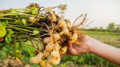 Günde bir avuç tüketmeniz yetecek