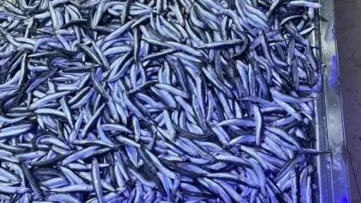 Hamsi bolluğu yaşanıyor!