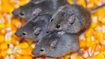 İşte şaşırtan detaylar