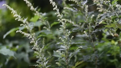 Kadın Sağlığının Kadim Sırrı: Misk Otu!