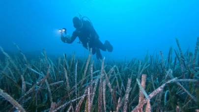 Göcek'te ekilen 10 bin deniz çayırının yüzde 70'i hayatta kaldı