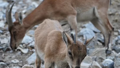 Pozantı'da yaban keçileri dronla görüntülendi