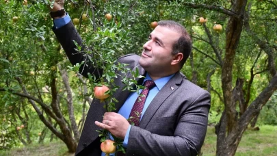 İnhisar’da 4 kuşaktır 'deve dişi nar' geleneği sürdürülüyor