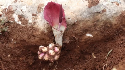 Mantar ararken literatüre yeni bir bitki kazandırdı