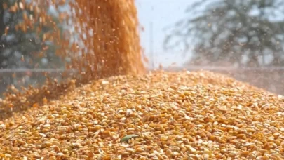 TİGEM 1400 ton dane mısır satacak
