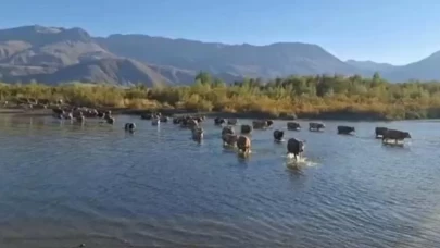 Hayvanlar karşıya yürüyerek geçmeye başladı