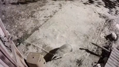 Elazığ’da bal porsuğu ve sansar kameraya yakalandı