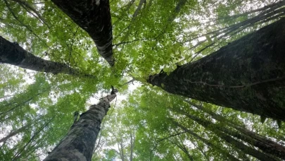 Istranca ormanları sonbaharda renk cümbüşüyle büyülüyor