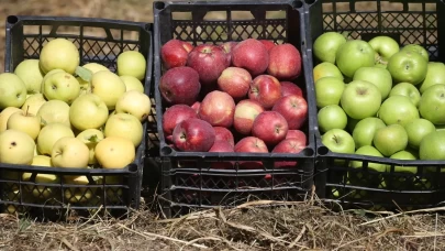 Türkiye-Ermenistan sınırında organik elma üretimi: Kars’ın Halıkışlak Köyü rekolteyle dikkat çekiyor
