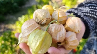 Altın Çilek bereketi pazar tezgahına yansıdı