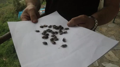 Kahverengi kokarca zararlısına karşı 1 milyondan fazla hane ilaçlandı