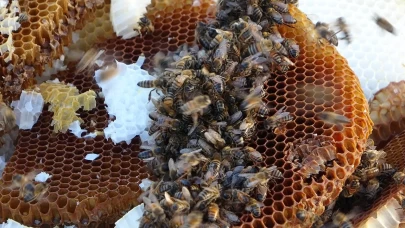 Türk balı dünya sofralarında