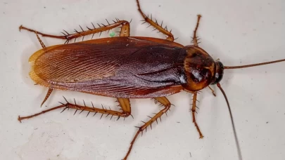 Hamam böceğini yakmak isterken apartmanı ateşe verdi