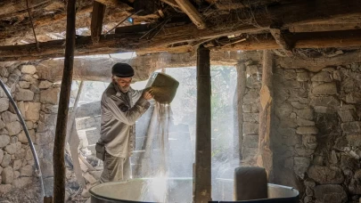 Artvin Yusufeli’nde çeltik hasadı başladı