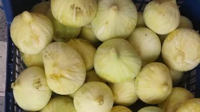 Mersin'de incir sezonu sona erdi, üreticisinin yüzü güldü