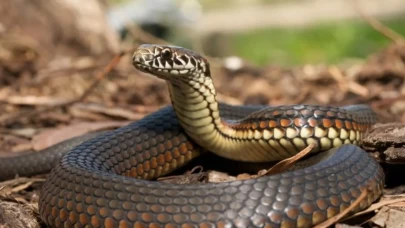 Herkes anlamını yanlış biliyormuş