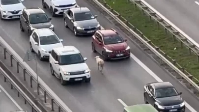 Ümraniye Şile Yolu’nda ters yönde yürüyen koyun trafiği karıştırdı