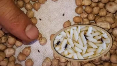 Kuru bakliyatları böceklerden koruyan 5 ev yöntemi