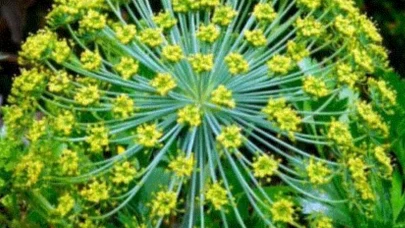 bn-i Sina’nın önerdiği mucize bitkinin bilinmeyen faydaları